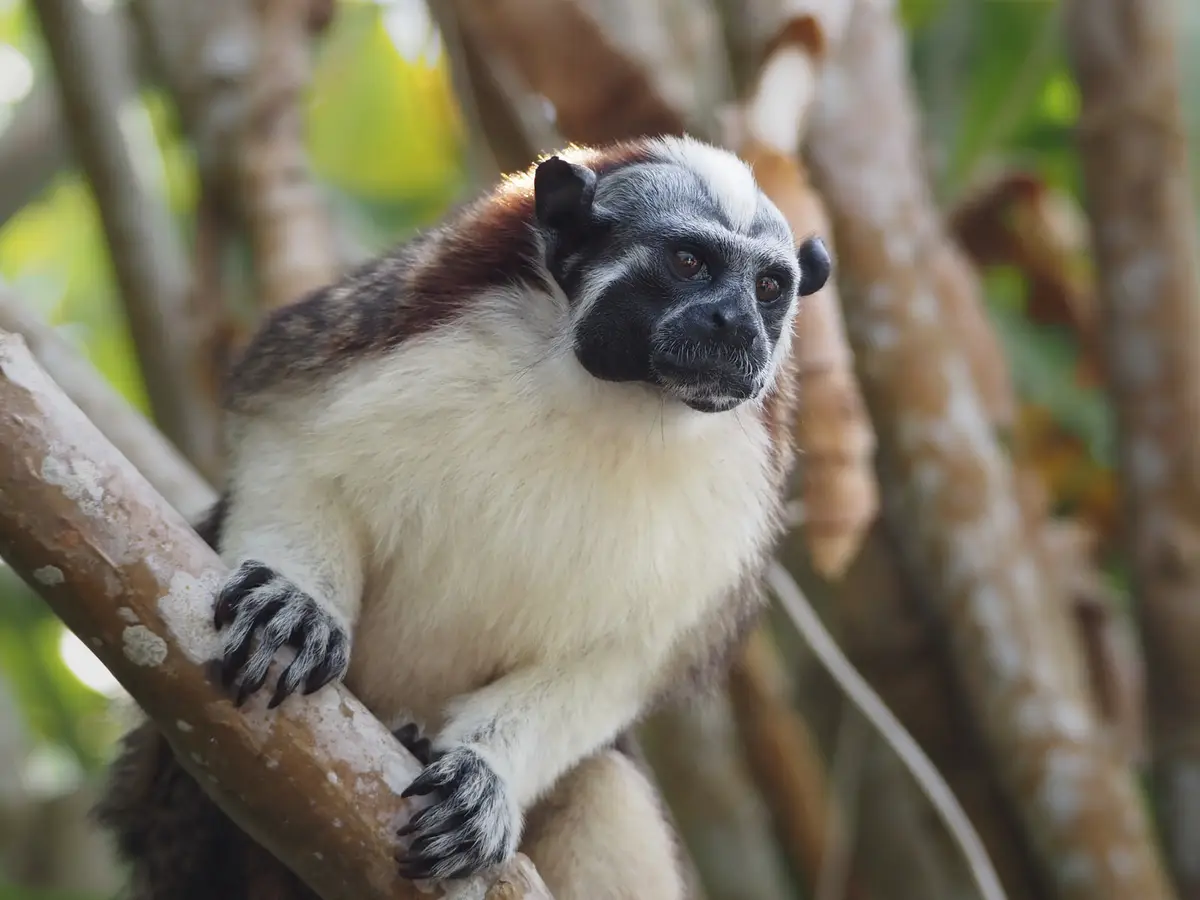 Geoffroy's tamarin (Saguinus geoffroyi) in Panama