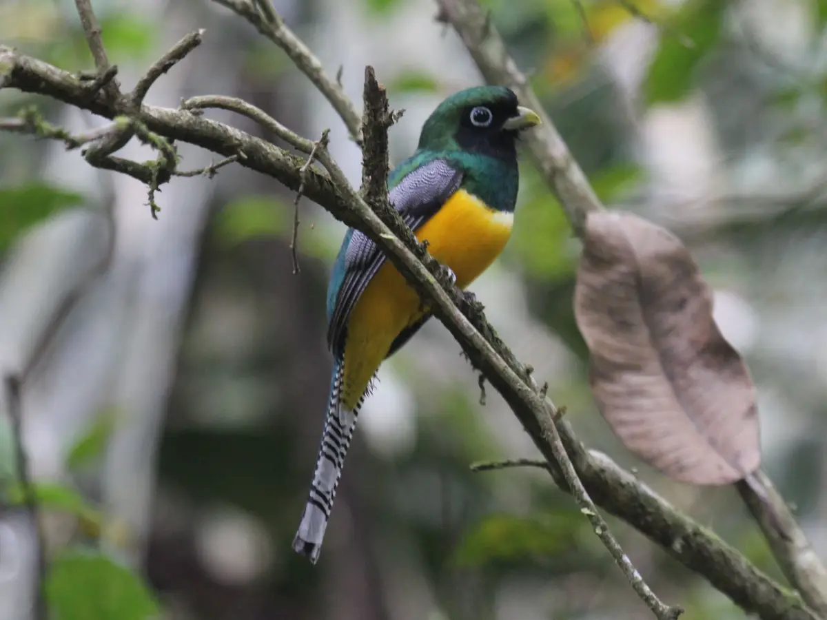 Gartered trogon in Soberania National Park, next to Gamboa, Panama