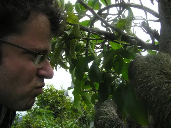 Sloth in Panama, rainforest wildlife