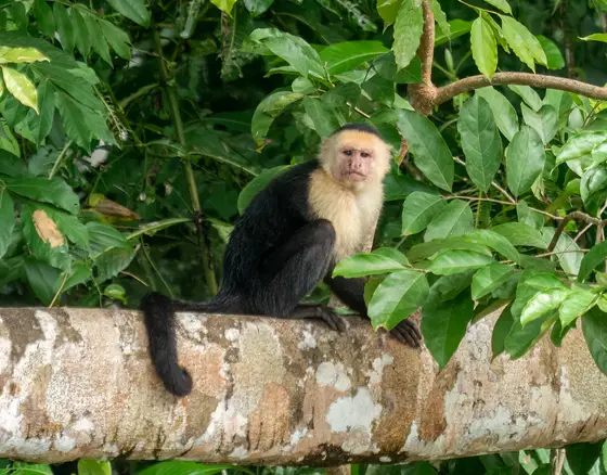 Panamanian white-faced capuchin monkey on a branch