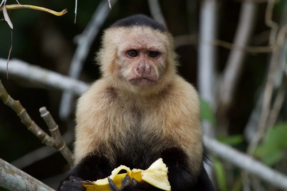 Panamanian white-faced capuchin monkey (Cebus imitator)