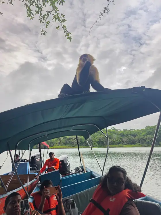 Monkey Island, Gatun Lake, Panama: a capuchin on the boat canopy during the tour