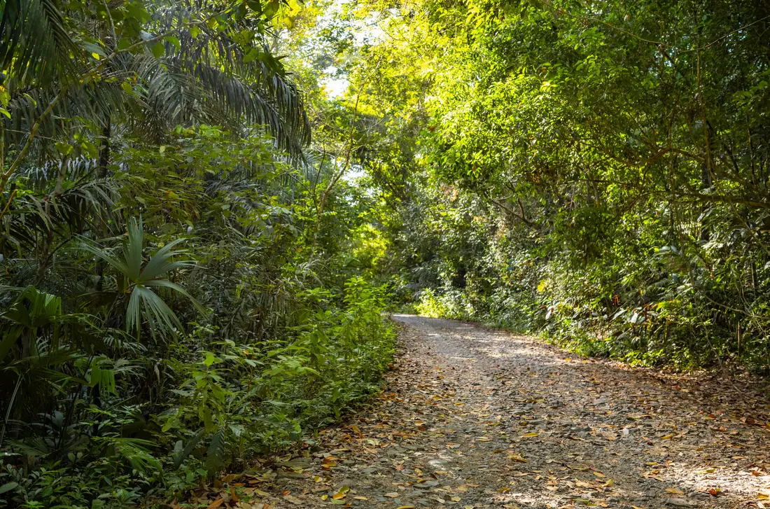 Pipeline Road, Soberania National Park, next to Gamboa, Panama
